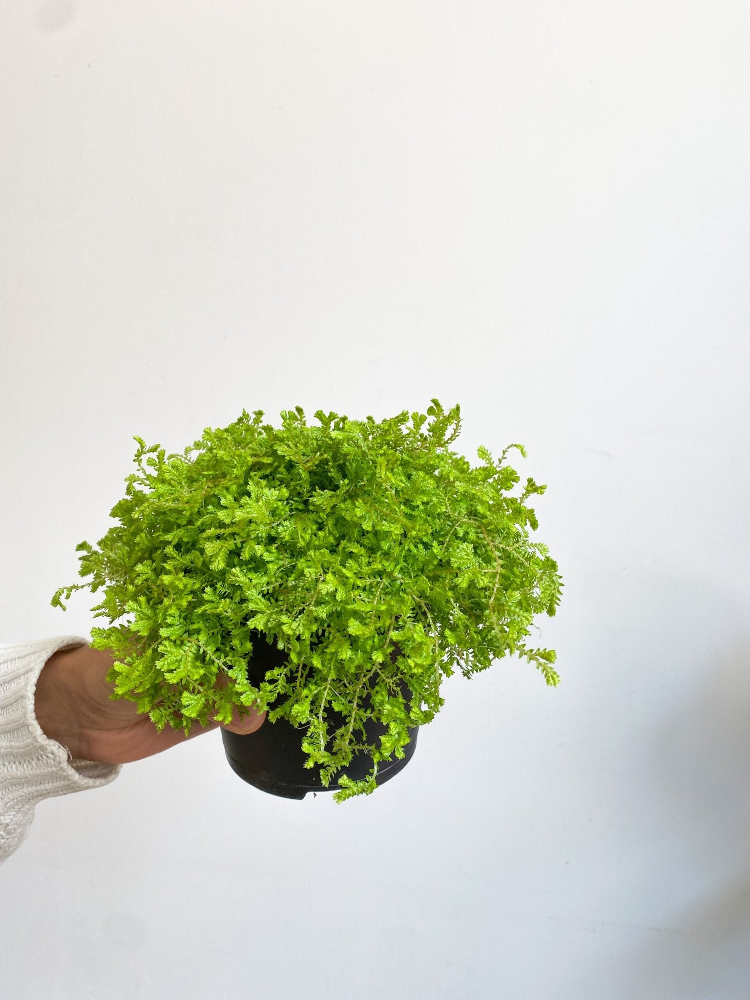 Ginella (fougère) - Alma Plantes