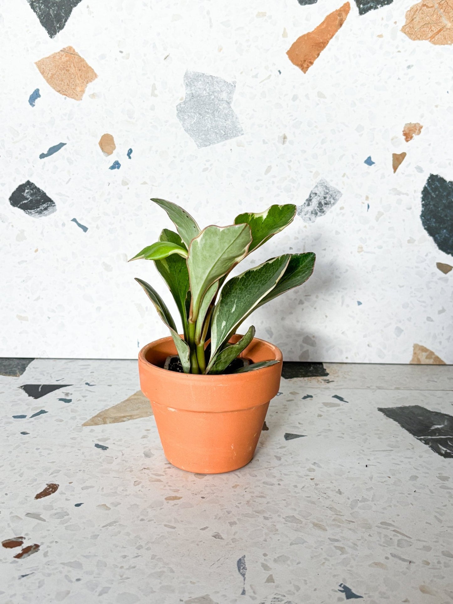 Ginny (Peperomia) - Alma Plantes