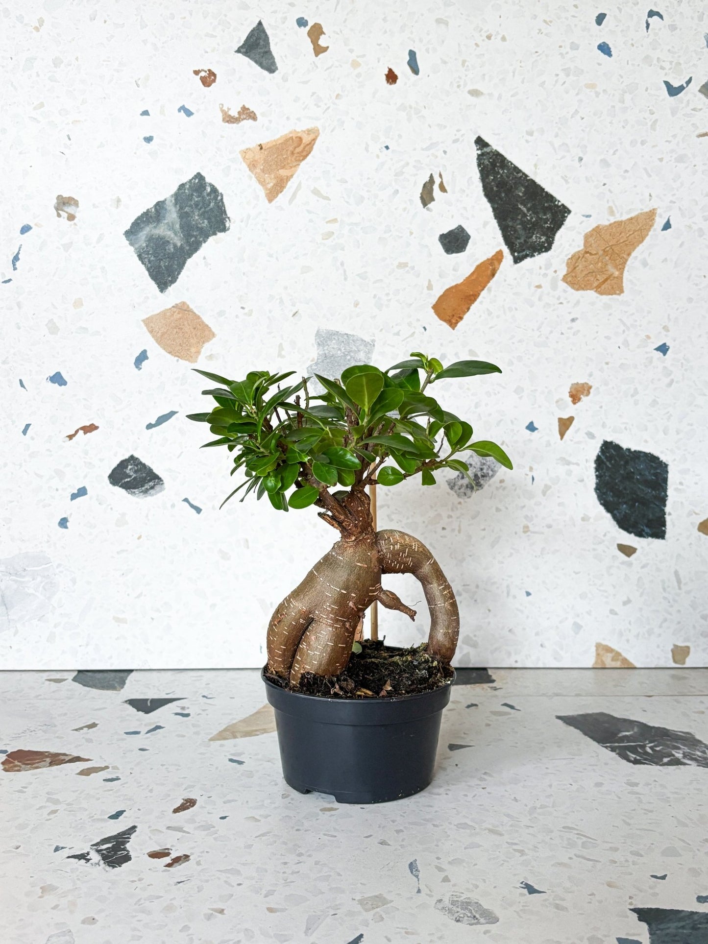 Ginseng (Ficus) - Alma Plantes