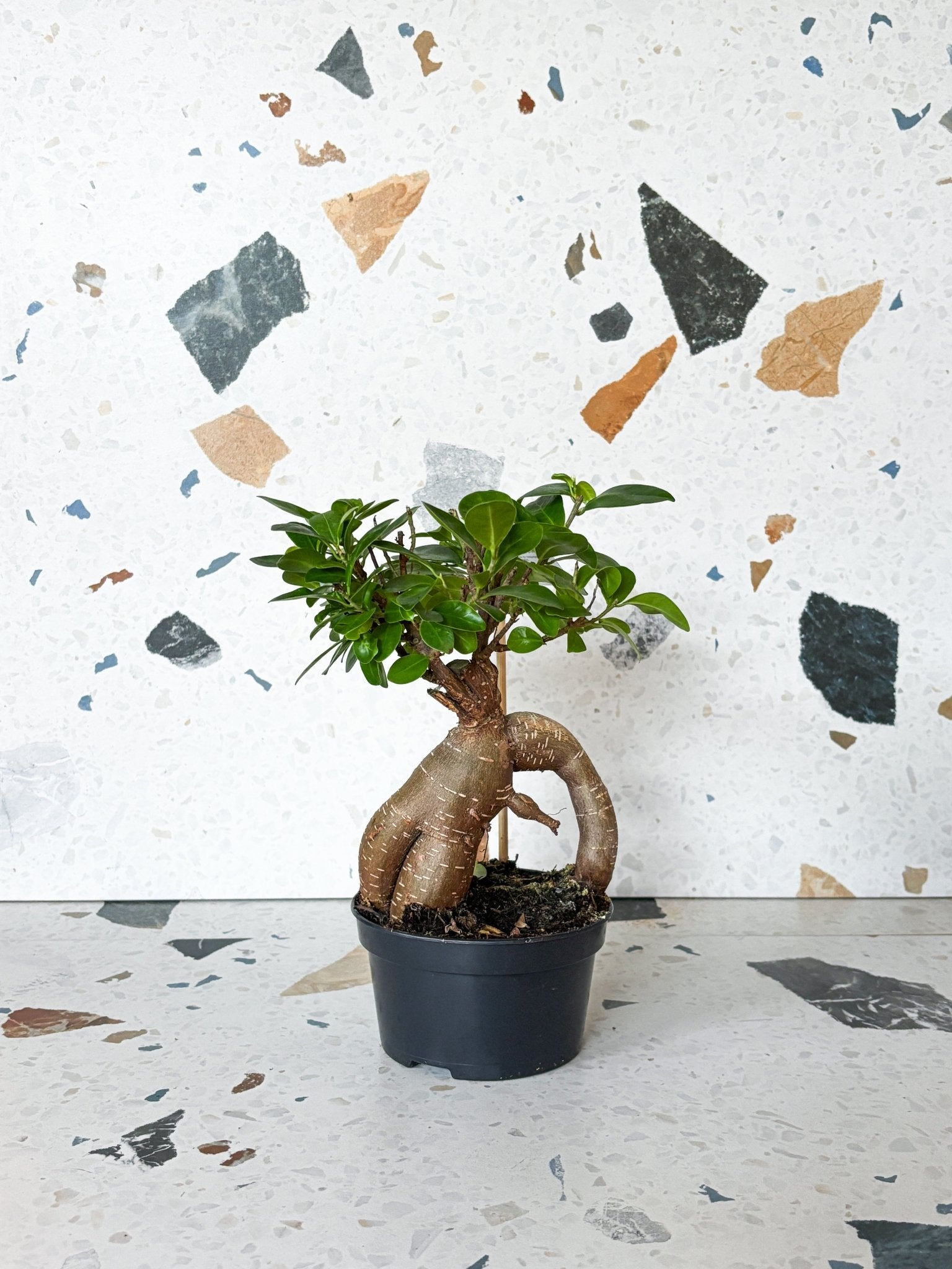 Ginseng (Ficus) - Alma Plantes