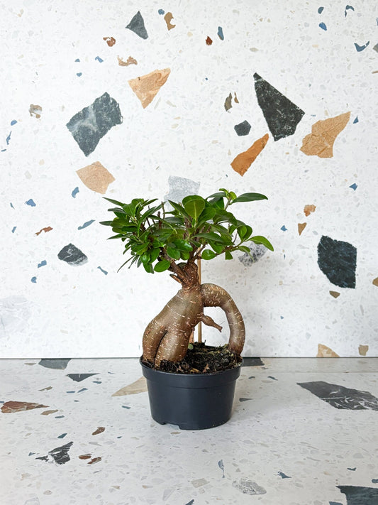 Ginseng (Ficus) - Alma Plantes