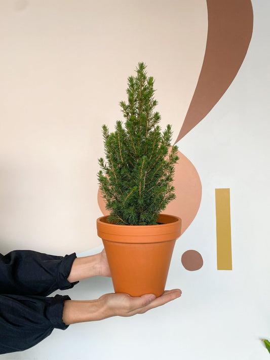 Glauca (Picea) - Alma Plantes