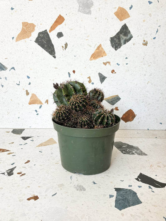 Gloria (Cactus) - Alma Plantes