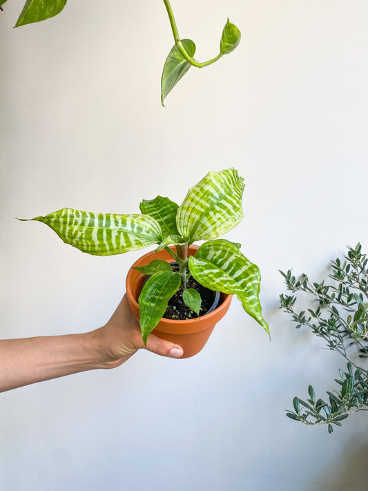 Golbert (Dracaena) - Alma Plantes