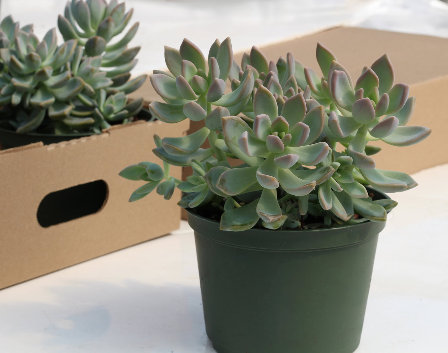Graptopetalum (Succulente)