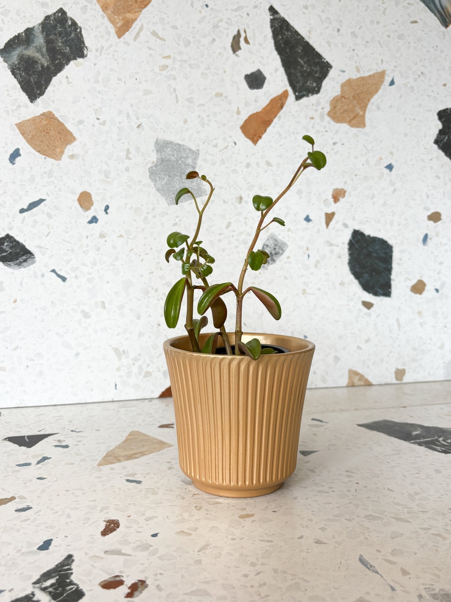 Gravel (Peperomia) - Alma Plantes