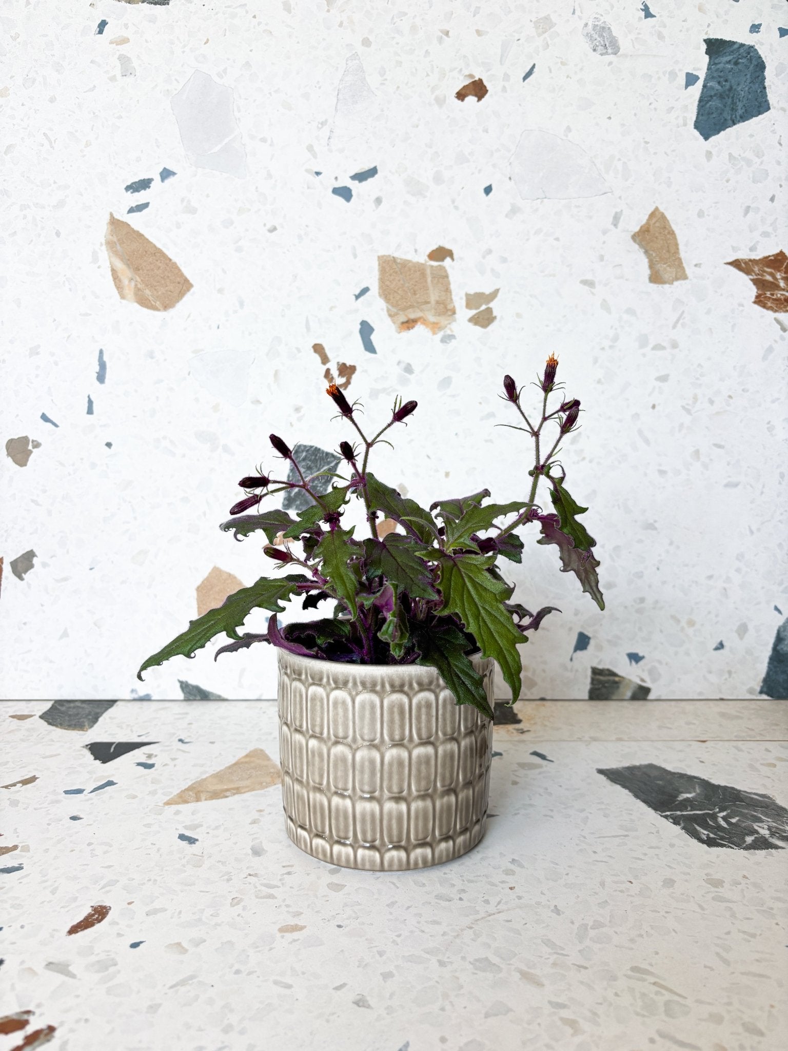 Gynura (aurantiaca) - Alma Plantes