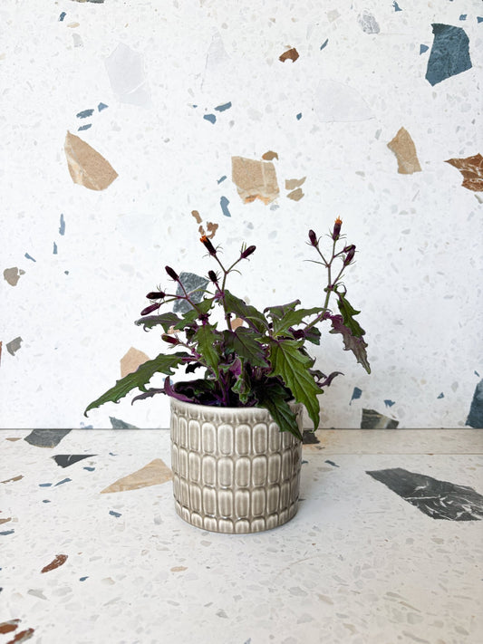 Gynura (aurantiaca) - Alma Plantes