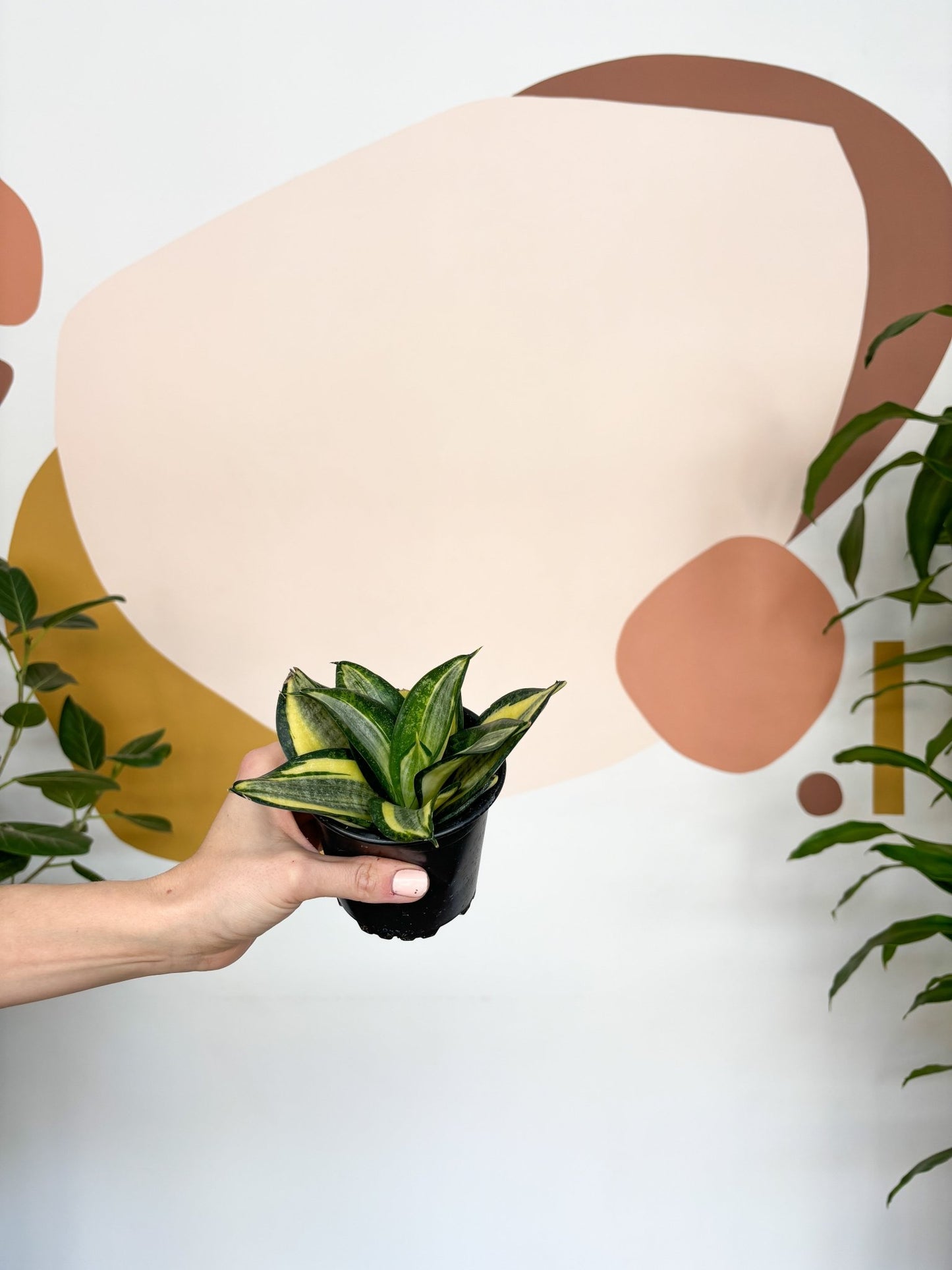 Hahnii (Sansevière) - Alma Plantes