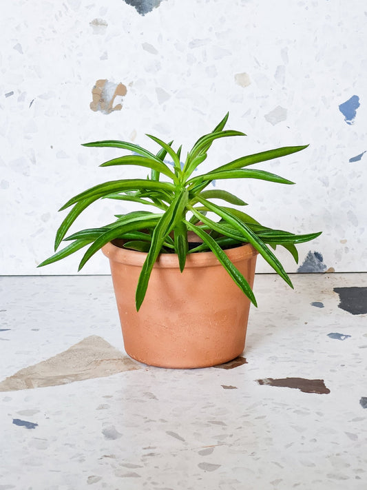 Happy (Peperomia) - Alma Plantes