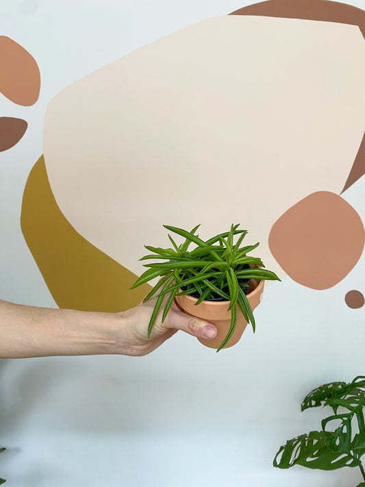 Happy (Peperomia) - Alma Plantes