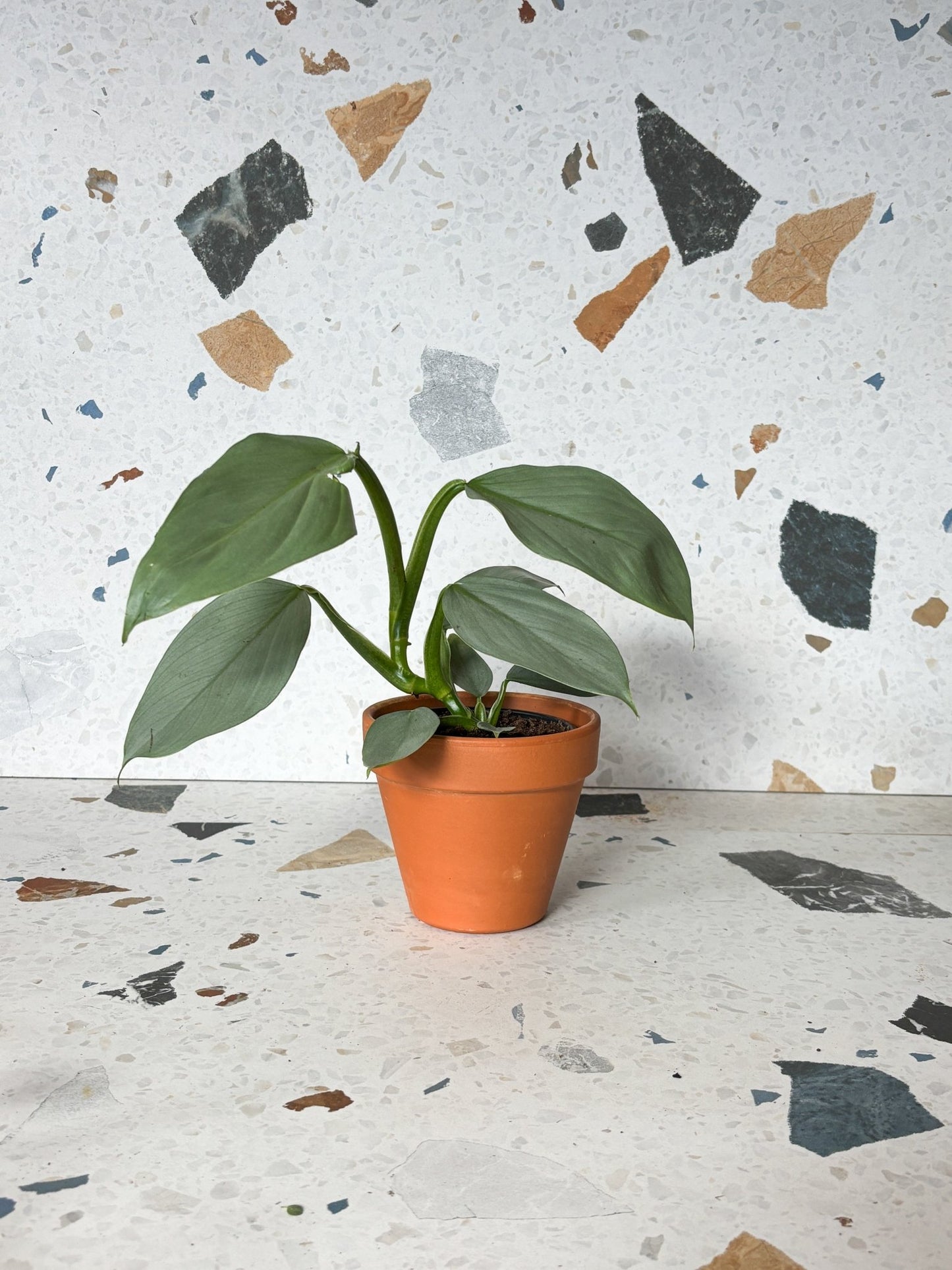Hassim (Philodendron) - Alma Plantes