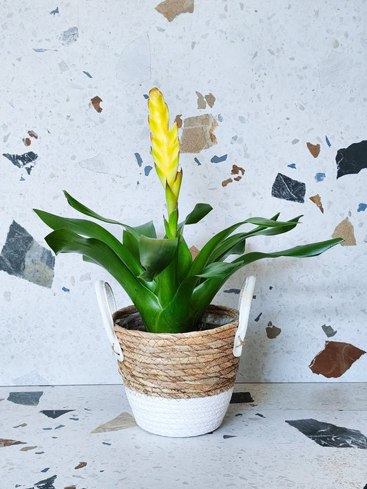 Héliane (Helia) - Alma Plantes