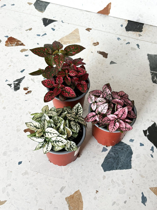 Hippy (Hypoestes) - Alma Plantes