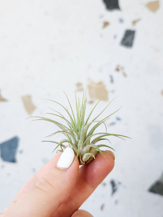 Ian (Tillandsia) - Alma Plantes