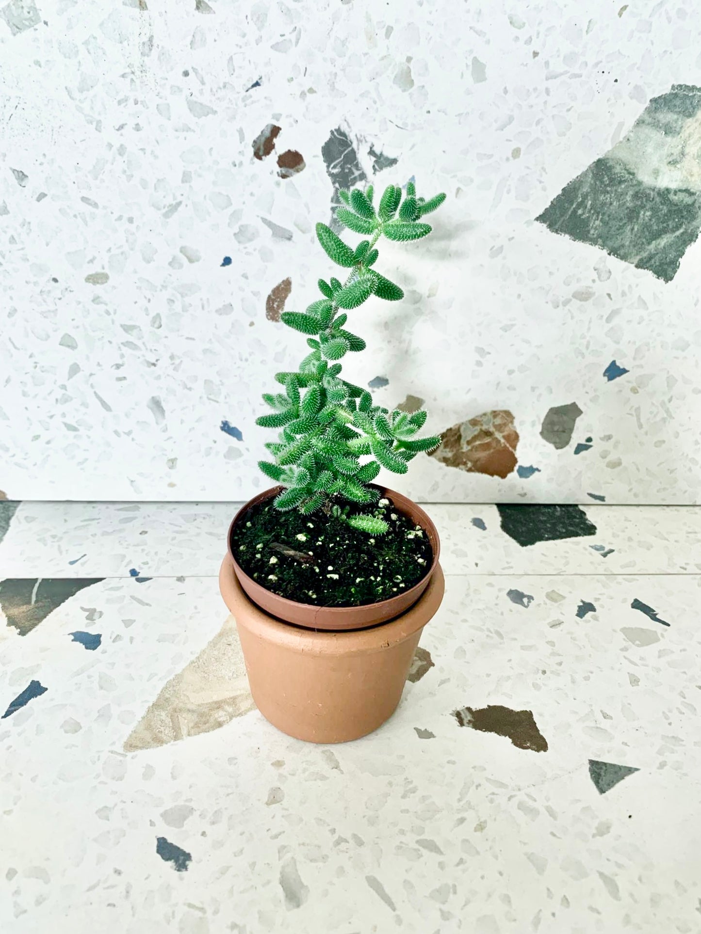 Pickle (Succulente)