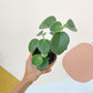 Sarah (Peperomia)