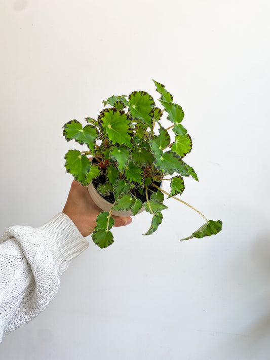 Tigre (Begonia)