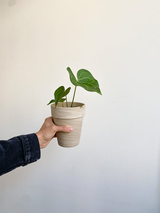 Pterodactyl (Anthurium)