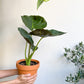 Jeune Regina (Alocasia)