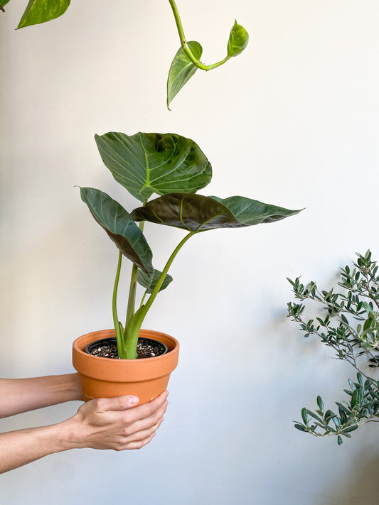 Jeune Regina (Alocasia)