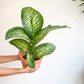 Tropic snow (Dieffenbachia)
