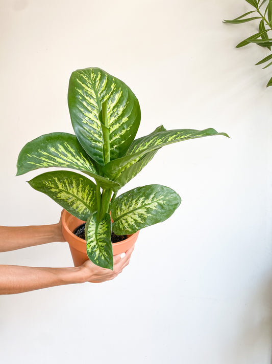 Tropic snow (Dieffenbachia)