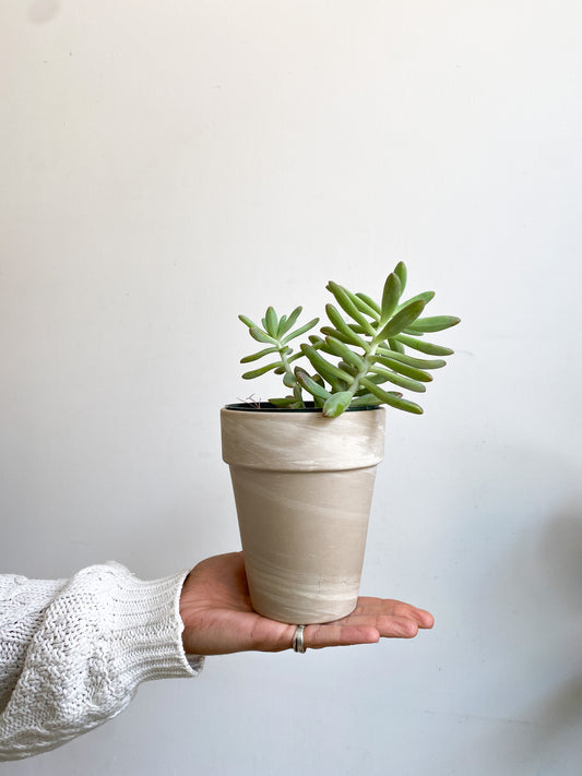 Pacaille (Pachyphytum)