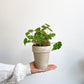 Tigre (Begonia)