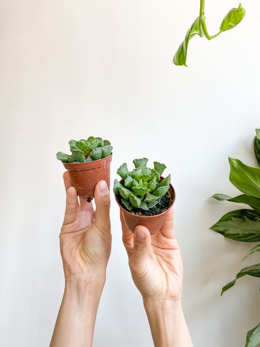 Adromischus (Succulente)