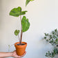 Mojito (Colocasia)