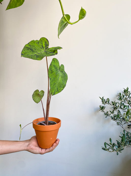 Mojito (Colocasia)