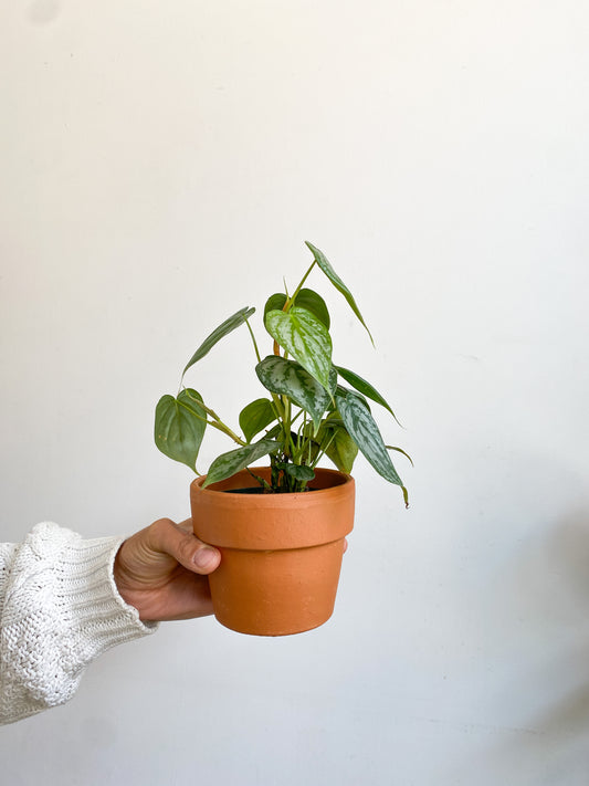 Brandy (Philodendron)