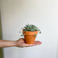 Otis (Orostachys)