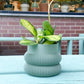 Cache pot 'Le Beignet'