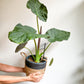 Regina (Alocasia)