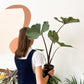 Sumo (Alocasia)