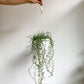 Dauphine (Senecio)