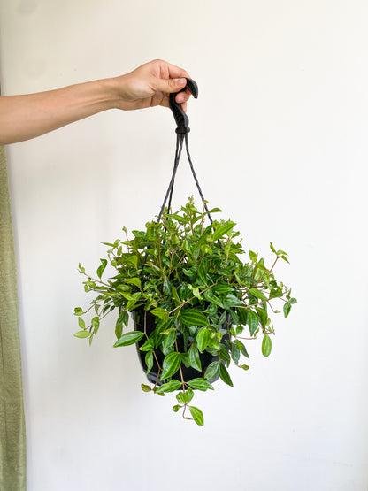 Angus (Peperomia)