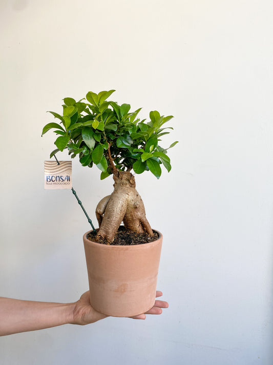 Ginseng (Ficus)