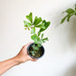 Tristan (Schefflera)