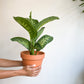 Tropic snow (Dieffenbachia)