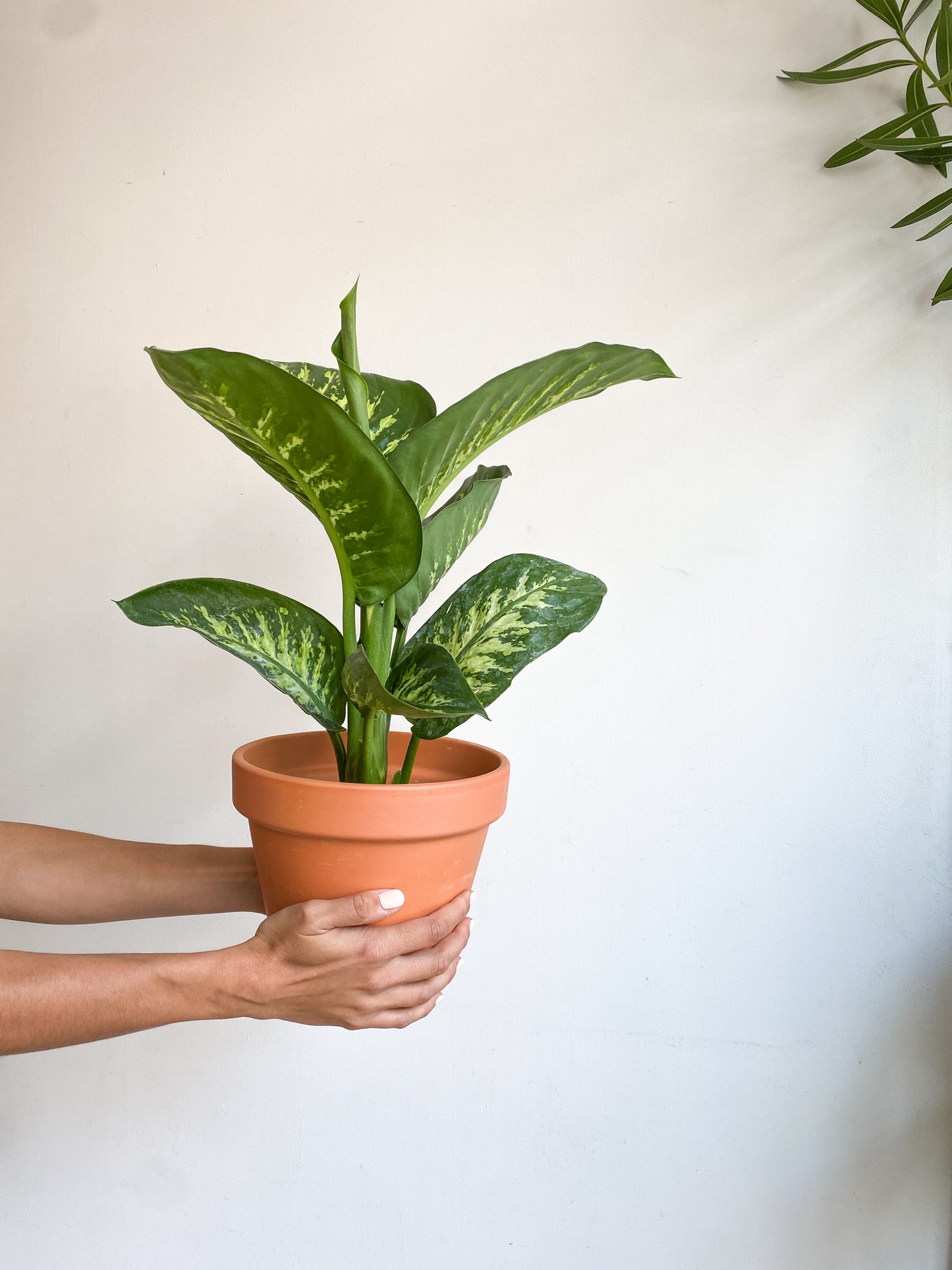 Tropic snow (Dieffenbachia)