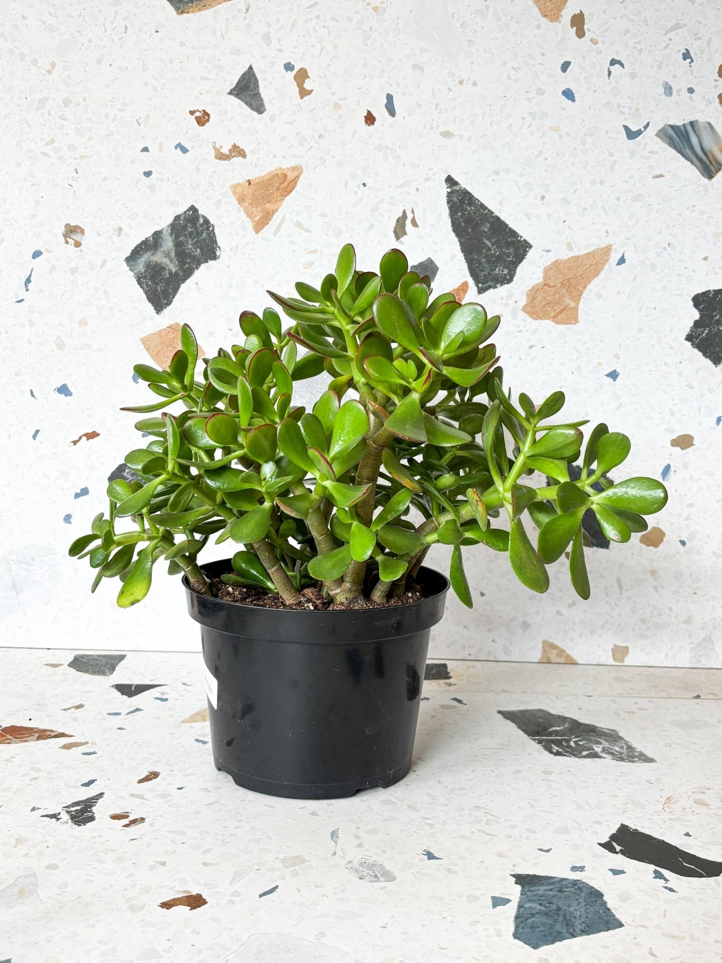 Jade (Crassula) - Alma Plantes