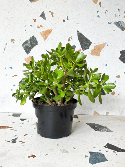 Jade (Crassula) - Alma Plantes