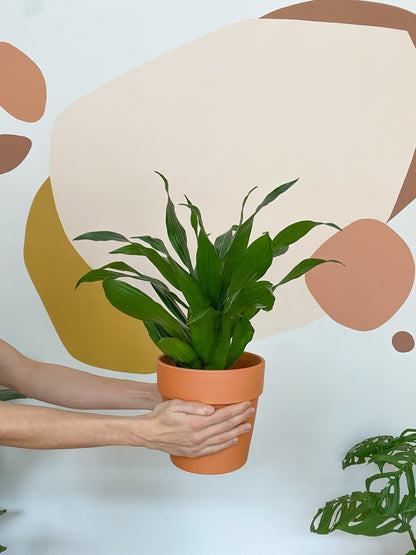 Janette (Dracaena) - Alma Plantes