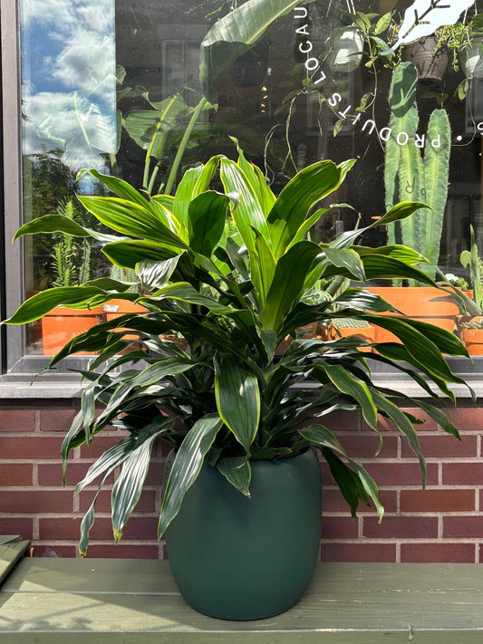 Janette (Dracaena) - Alma Plantes