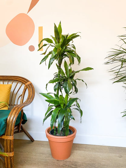 Janette (Dracaena) - Alma Plantes