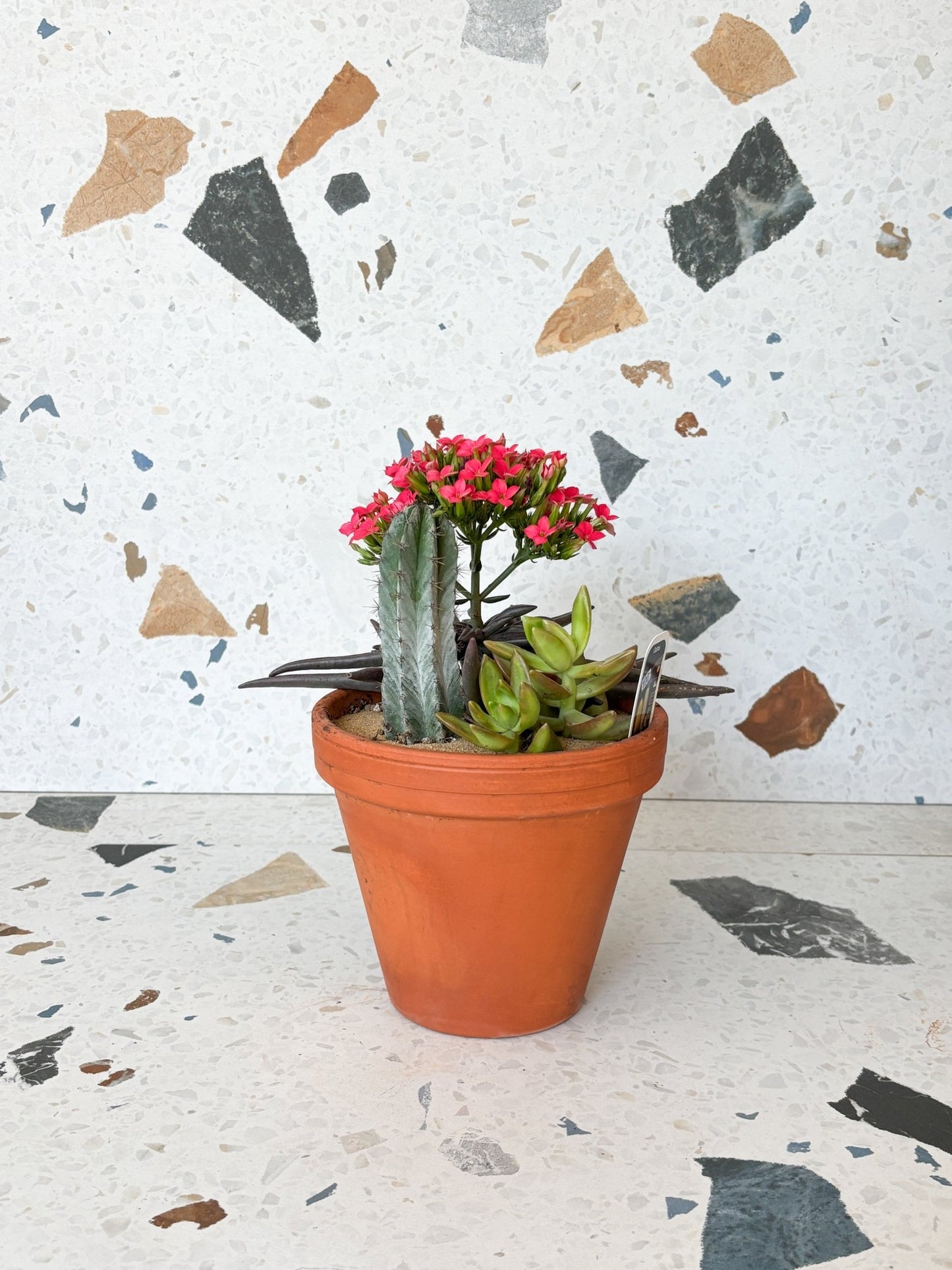 Jardin désertique - Alma Plantes