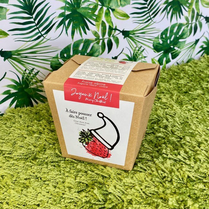 Jardin en boîte de Noël - fraise alpine - Alma Plantes
